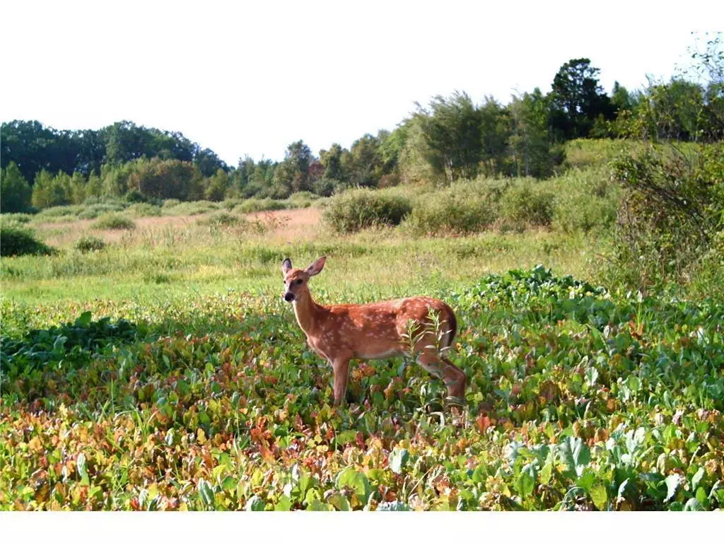 Albany Twp, MN 56307,TBD County Road 54