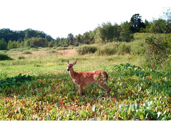 TBD County Road 54, Albany Twp, MN 56307