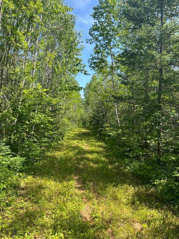 1961 Town Road 118, Birchdale, MN 56629