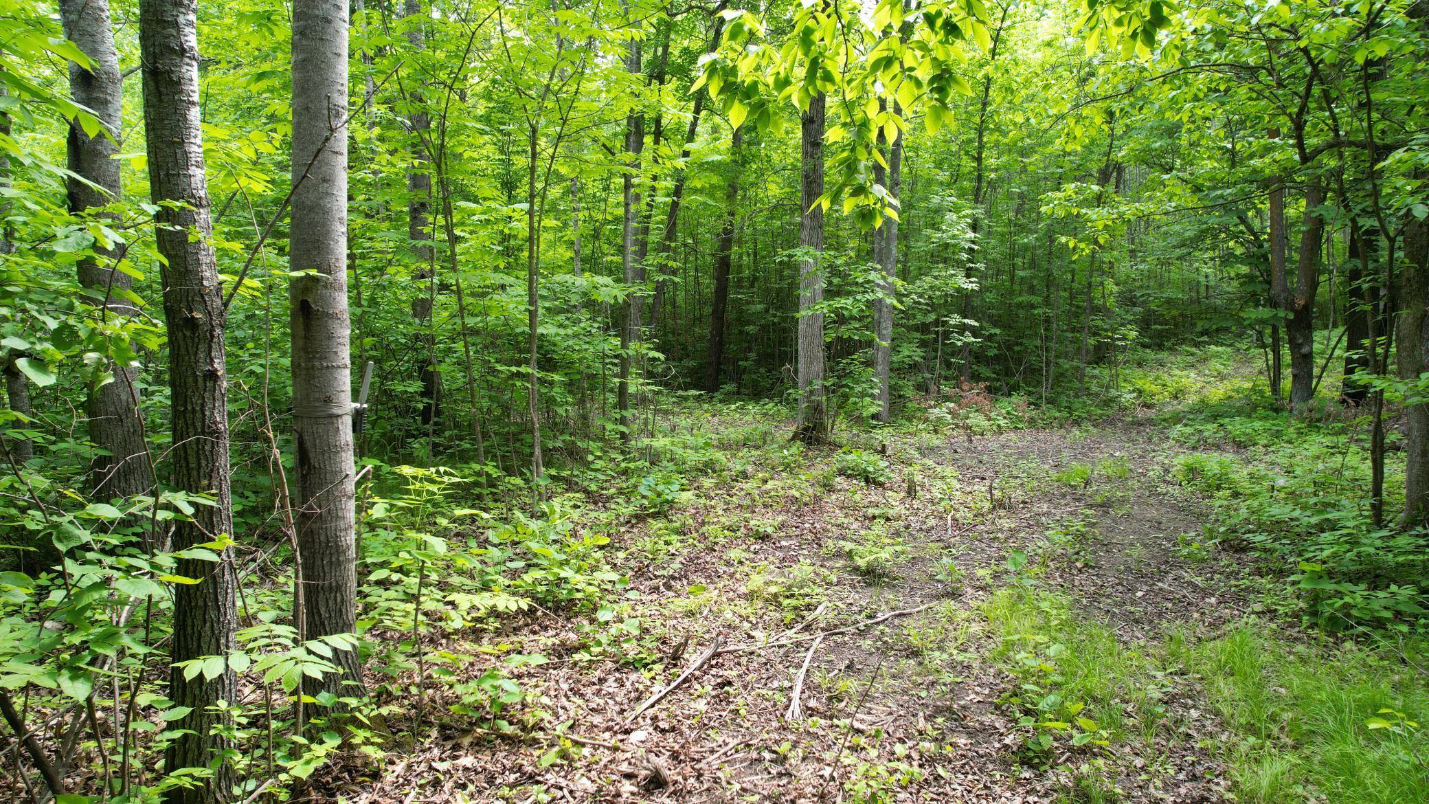 Hackensack, MN 56452,Parcel D Ticonderoga TRL