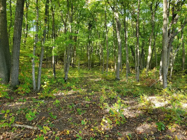 Pelican Rapids, MN 56572,TBD West Lake Olaf RD