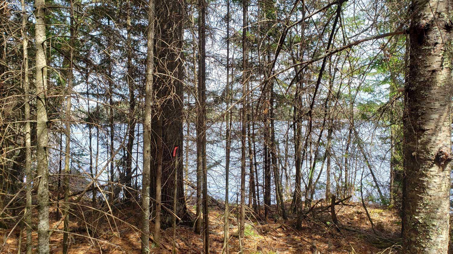 Cook, MN 55723,TBD Muskego Point