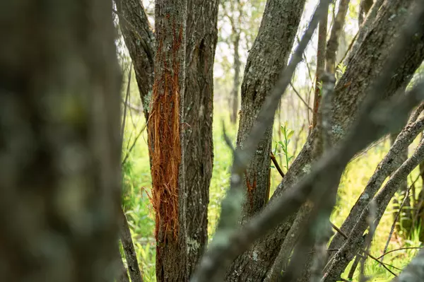 Silver Brook Twp, MN 55797,TBD-106AC County Rd 4