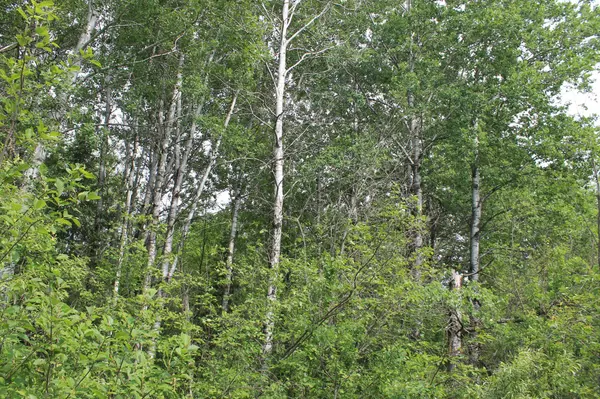 Feeley Twp, MN 55793,TBD Feeley 3