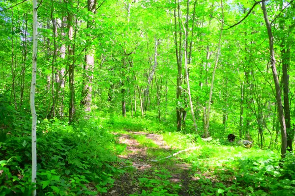 Cushing Twp, MN 56475,27589 Norway TRL