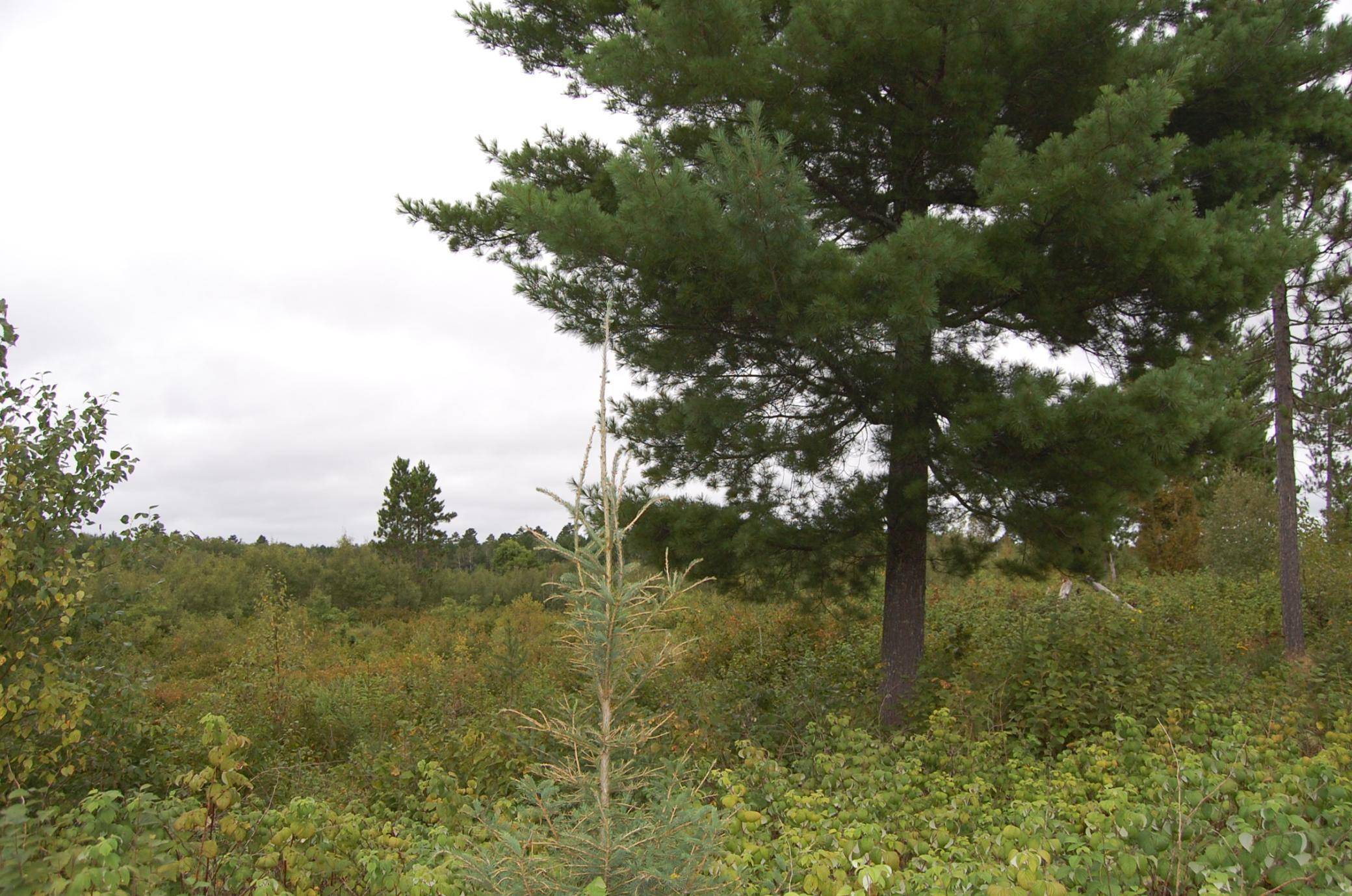 Emily, MN 56447,TBD Darsnek RD