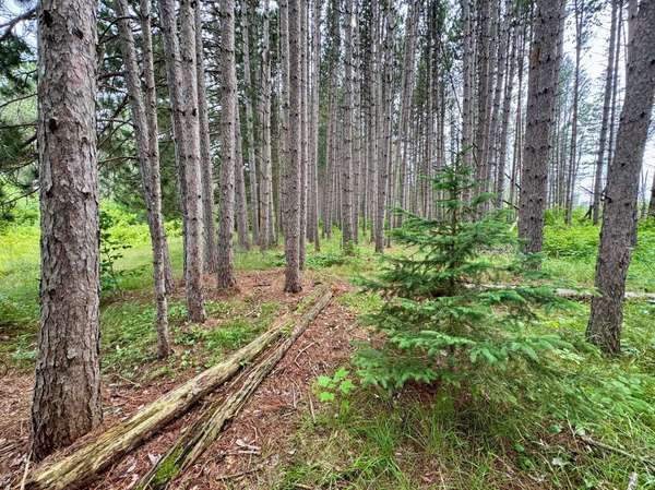 TBD 20th St. SW 20 St. SW, Bull Moose Twp, MN 56474