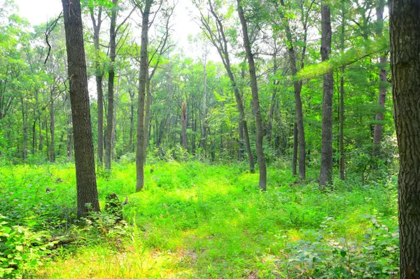 Moran Twp, MN 56438,38970 Odin CT