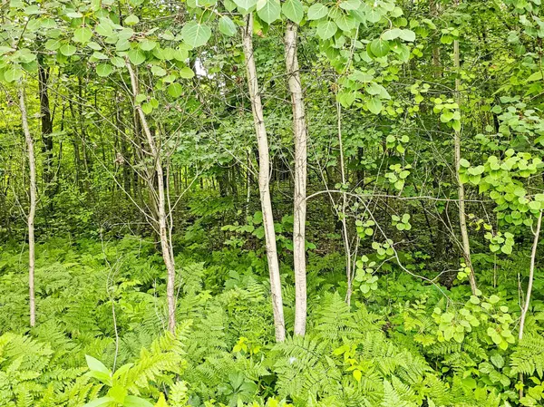 Leech Lake Twp, MN 56484,lot 38 NW Waters Edge Court NW