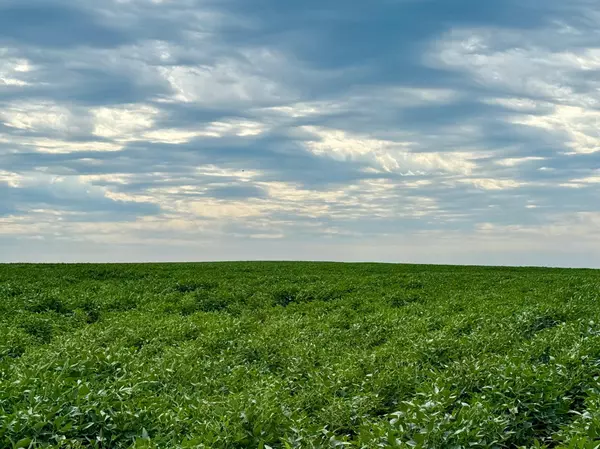 Wabasso, MN 56293,X X