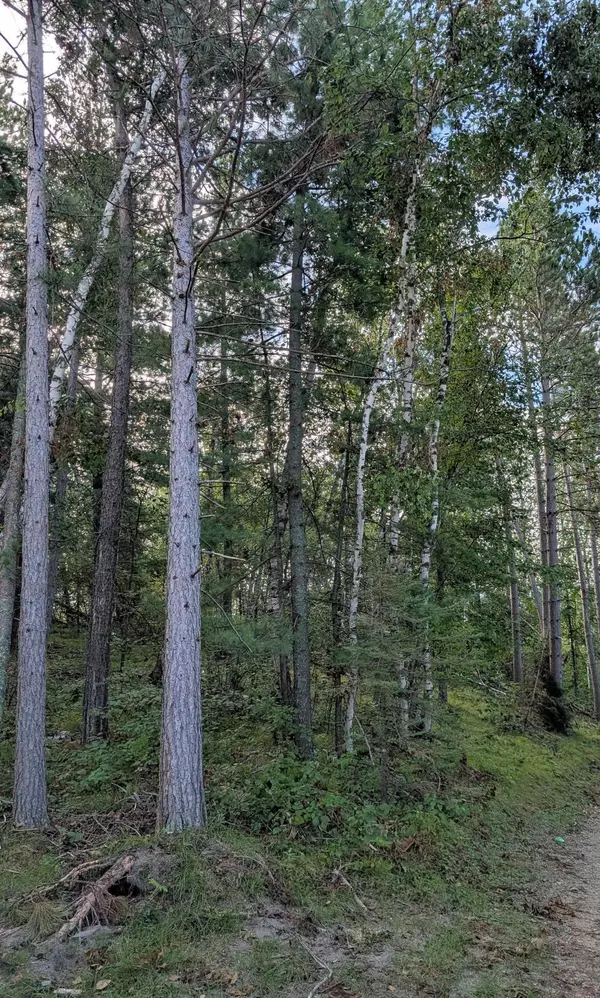 Frohn Twp, MN 56601,TBD Birch Run LN