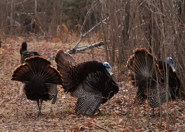 Perch Lake Twp, MN 55720,284 Bergman RD