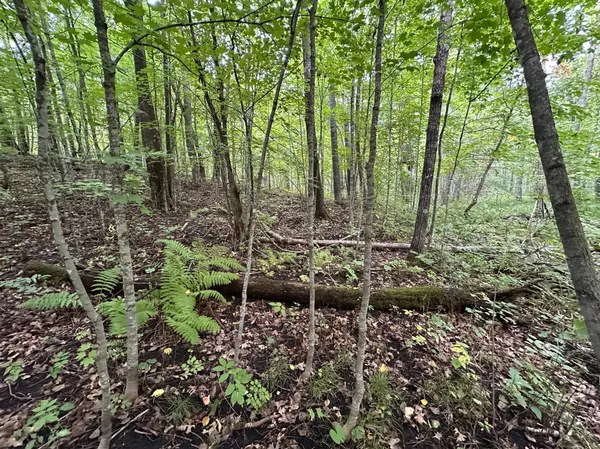 Roosevelt Twp, MN 56450,TBD County Road 8