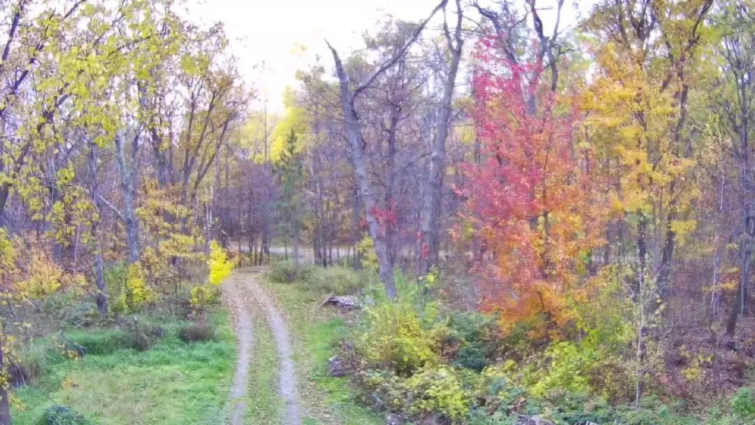 Garrison, MN 56450,47802 Xylophone RD