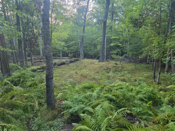 Shamrock Twp, MN 55760,TBD 484th Street