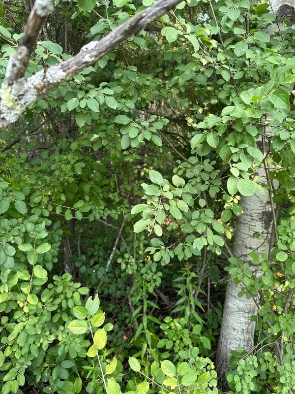 International Falls, MN 56649,TBD 7 Acres County Road 107