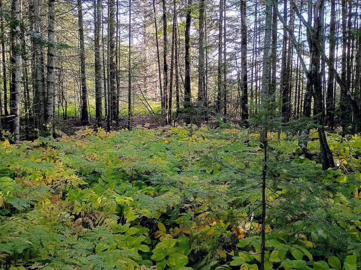 Grand Marais, MN 55604,3x Brandon LN