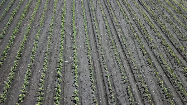 Logan Twp, MN 56248,TBD T-182