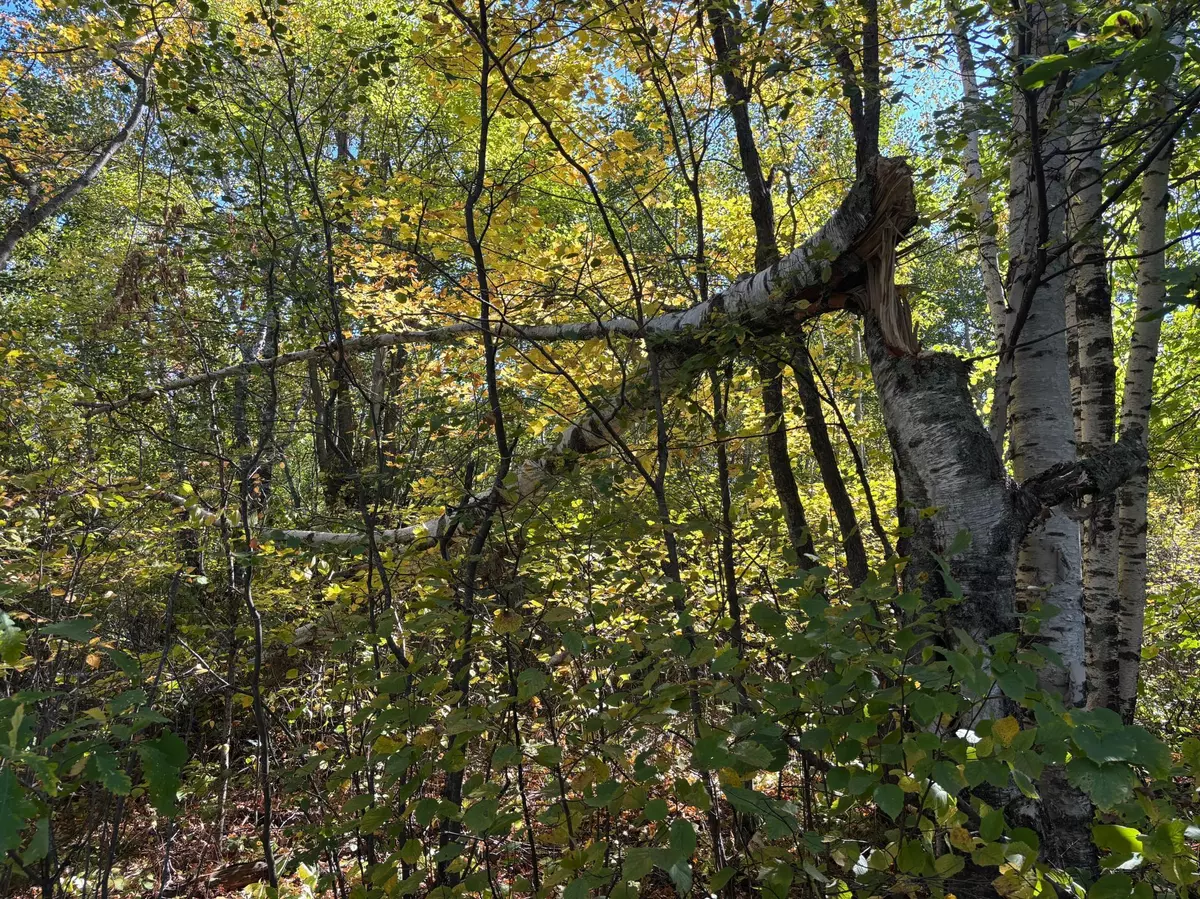 Mcgregor, MN 55760,TBD State Hwy 210