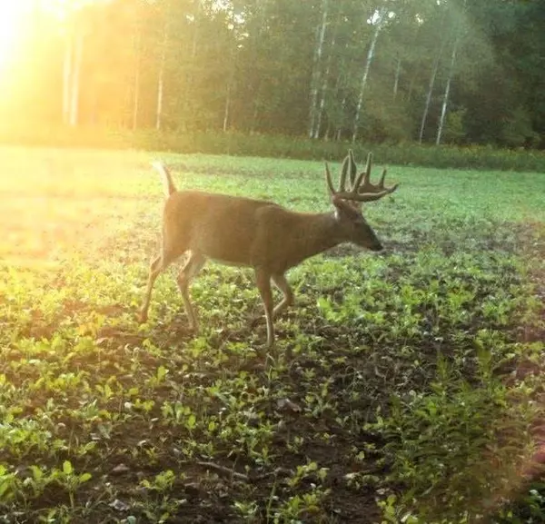 Atlanta Twp, WI 54819,110 Acres County Road O