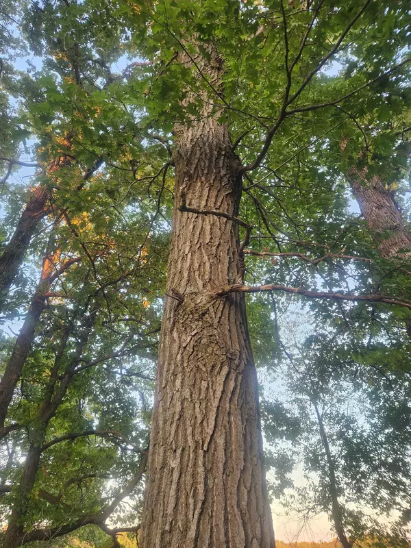 Dalbo Twp, MN 55017,TBD 401st AVE NW