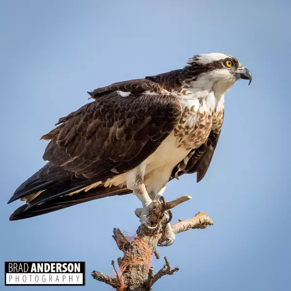 Leaf Lake Twp, MN 56571,301xx 513th AVE