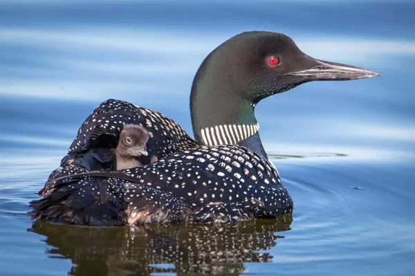 301xx 513th AVE, Leaf Lake Twp, MN 56571