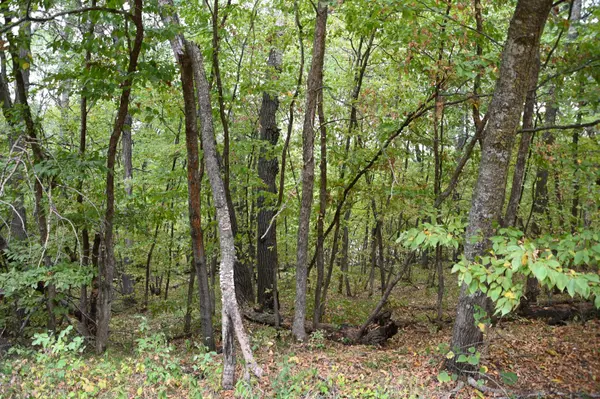 Fawn Lake Twp, MN 56438,TBD Overland DR