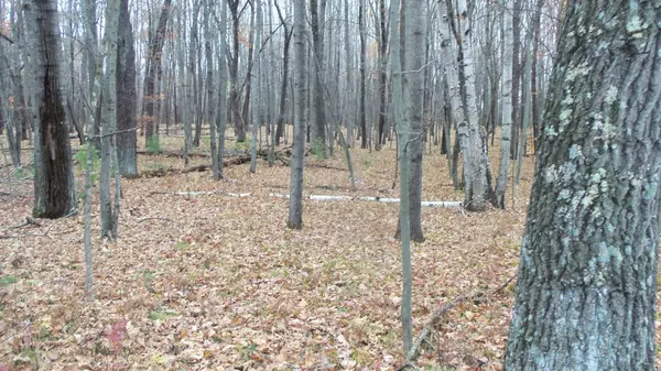 Siren Twp, WI 54872,LOT 8 Herman Johnson Rd