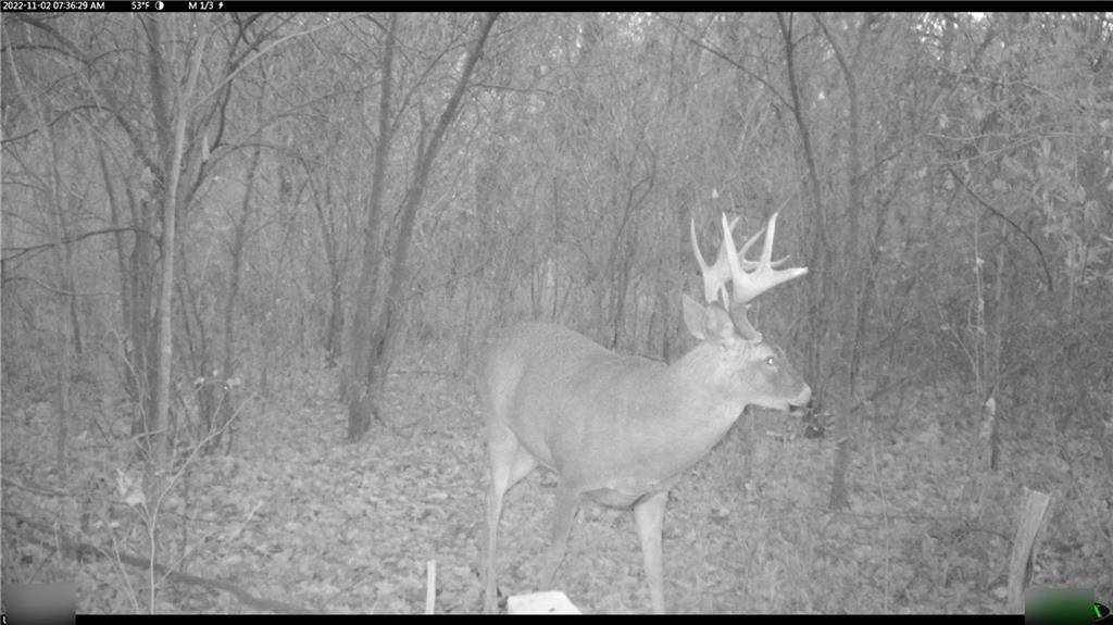 Pattonsburg, MO 64670,155th ST