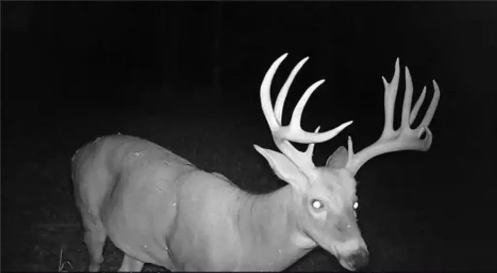 Cole Camp, MO 65325,32677 Cougar WAY