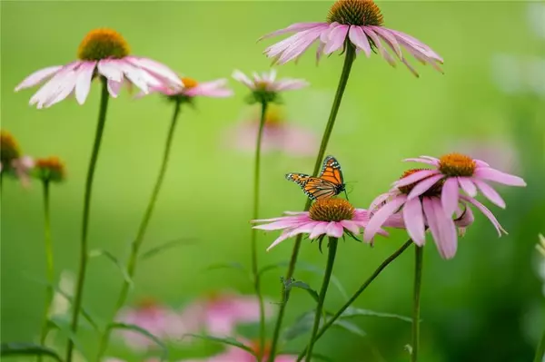 Baldwin City, KS 66006,1108 Elm ST