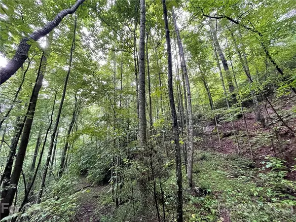 Hot Springs, NC 28743,99999 Plum Tree Holler DR