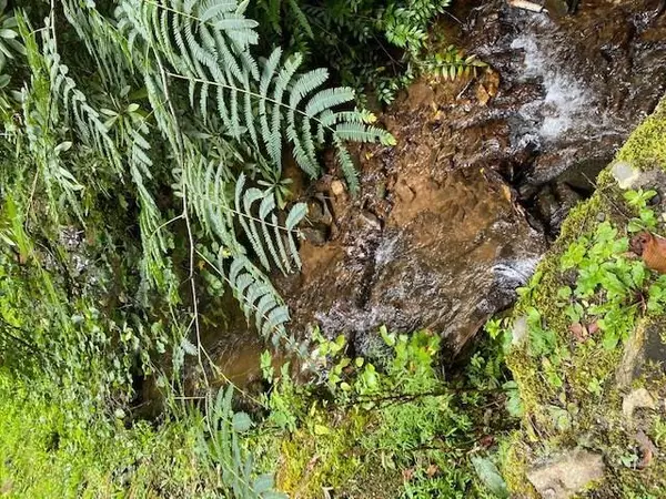 Sylva, NC 28779,Lot 3 Fiddle Fern LOOP