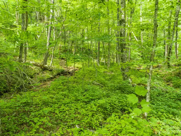 Mars Hill, NC 28754,TBD Brothers LN