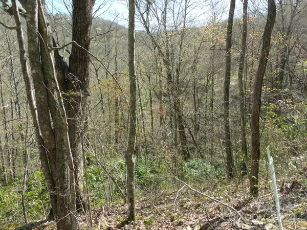 Maggie Valley, NC 28751,00 Long Branch RD #19