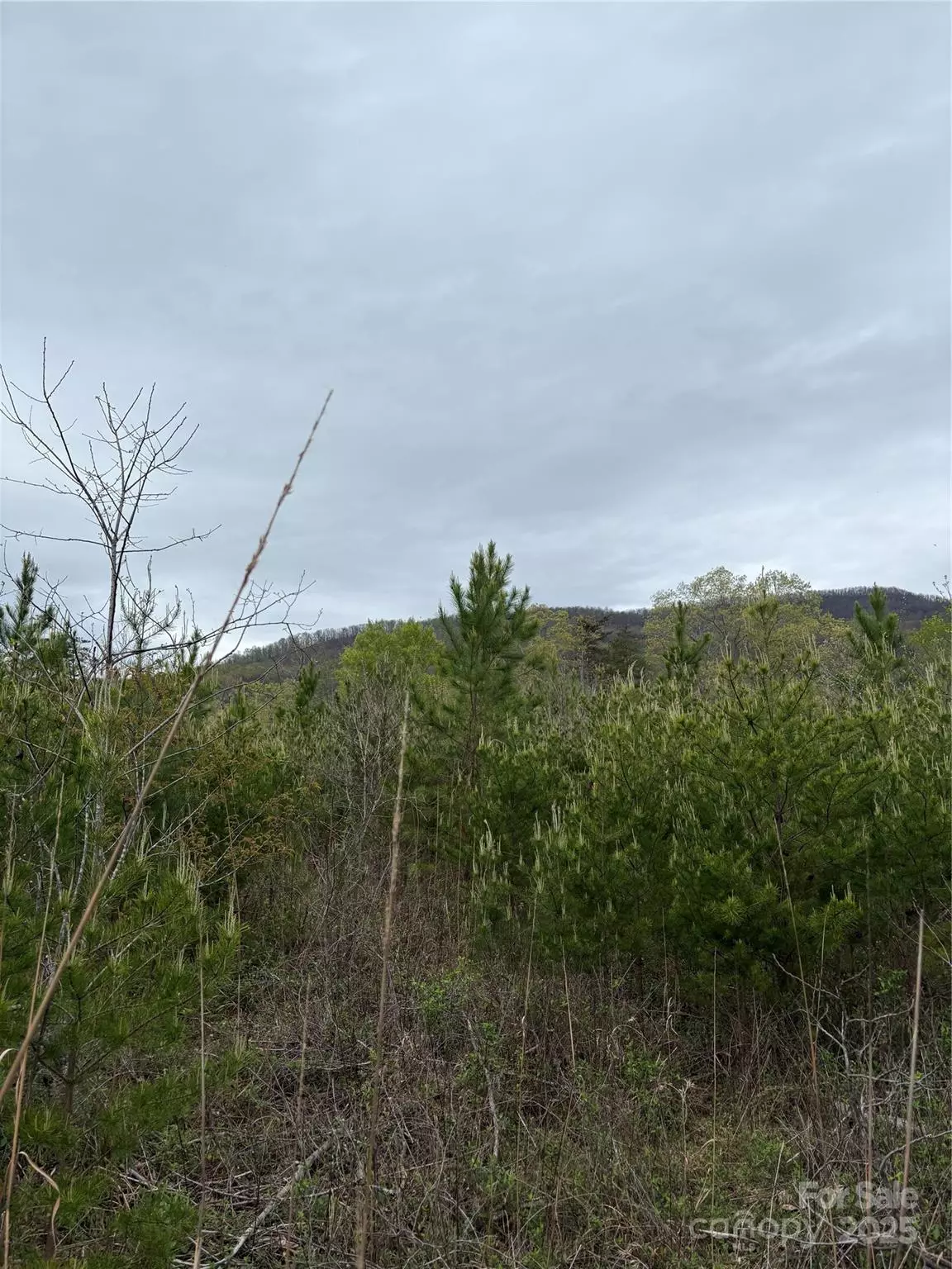 Mill Spring, NC 28756,0 Rose Hollow DR #Tract 1
