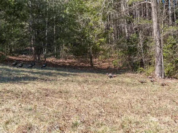Waynesville, NC 28786,00 Big Cove RD