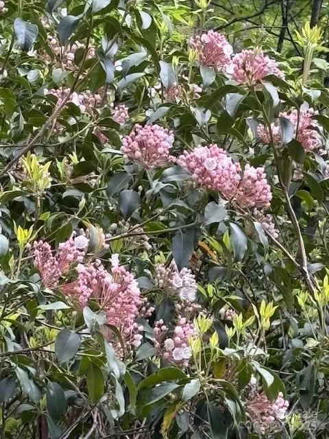 Brevard, NC 28712,FR 16 Opossum PATH #FR 16