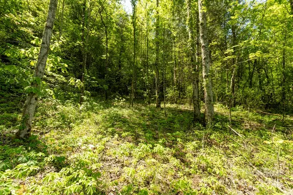 Sylva, NC 28779,Off of Locust Creek RD