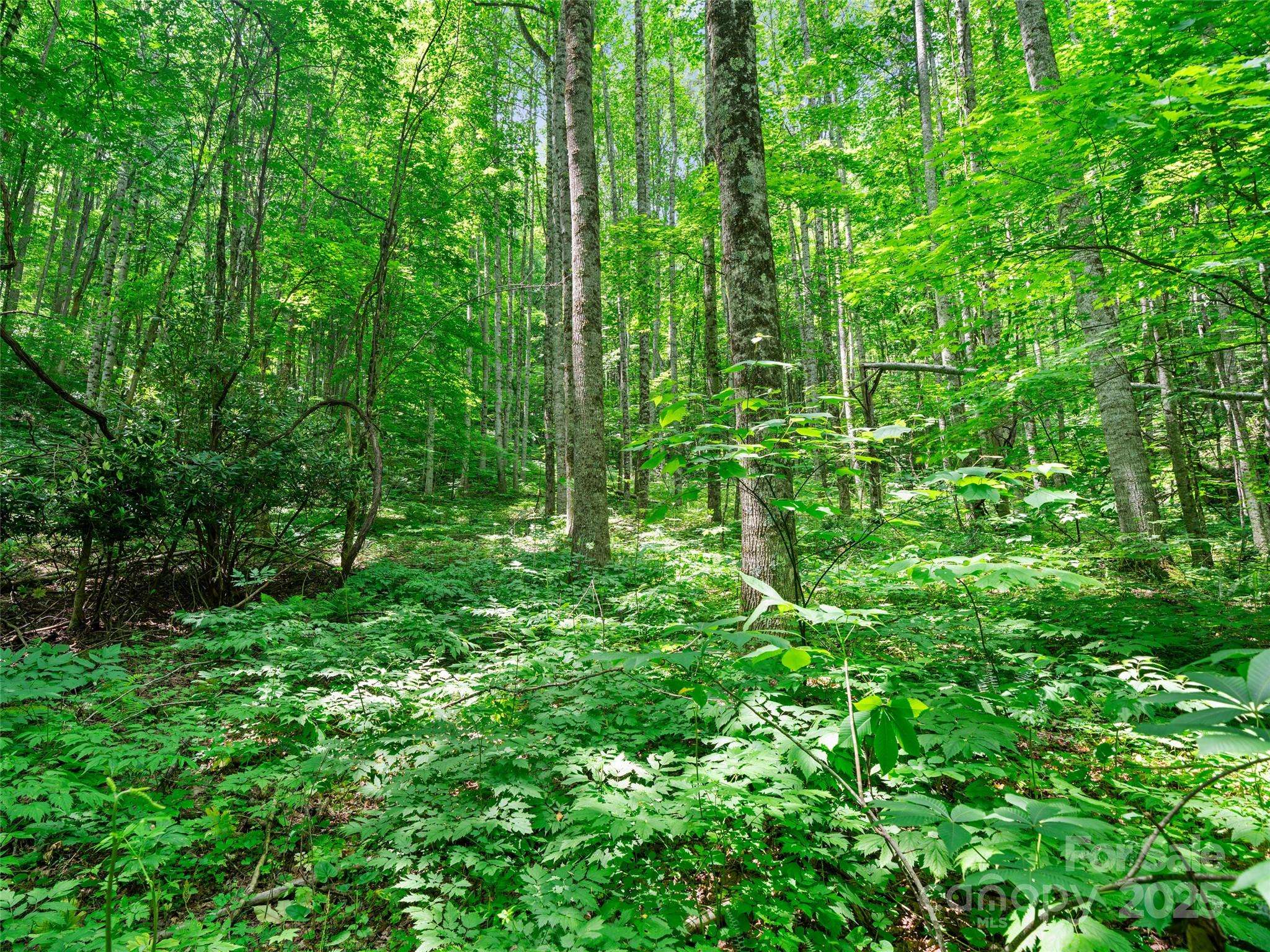 #2 TBD Lotties Creek RD #Lots 19, 20, 23, 25, 26, 27, Burnsville, NC 28714