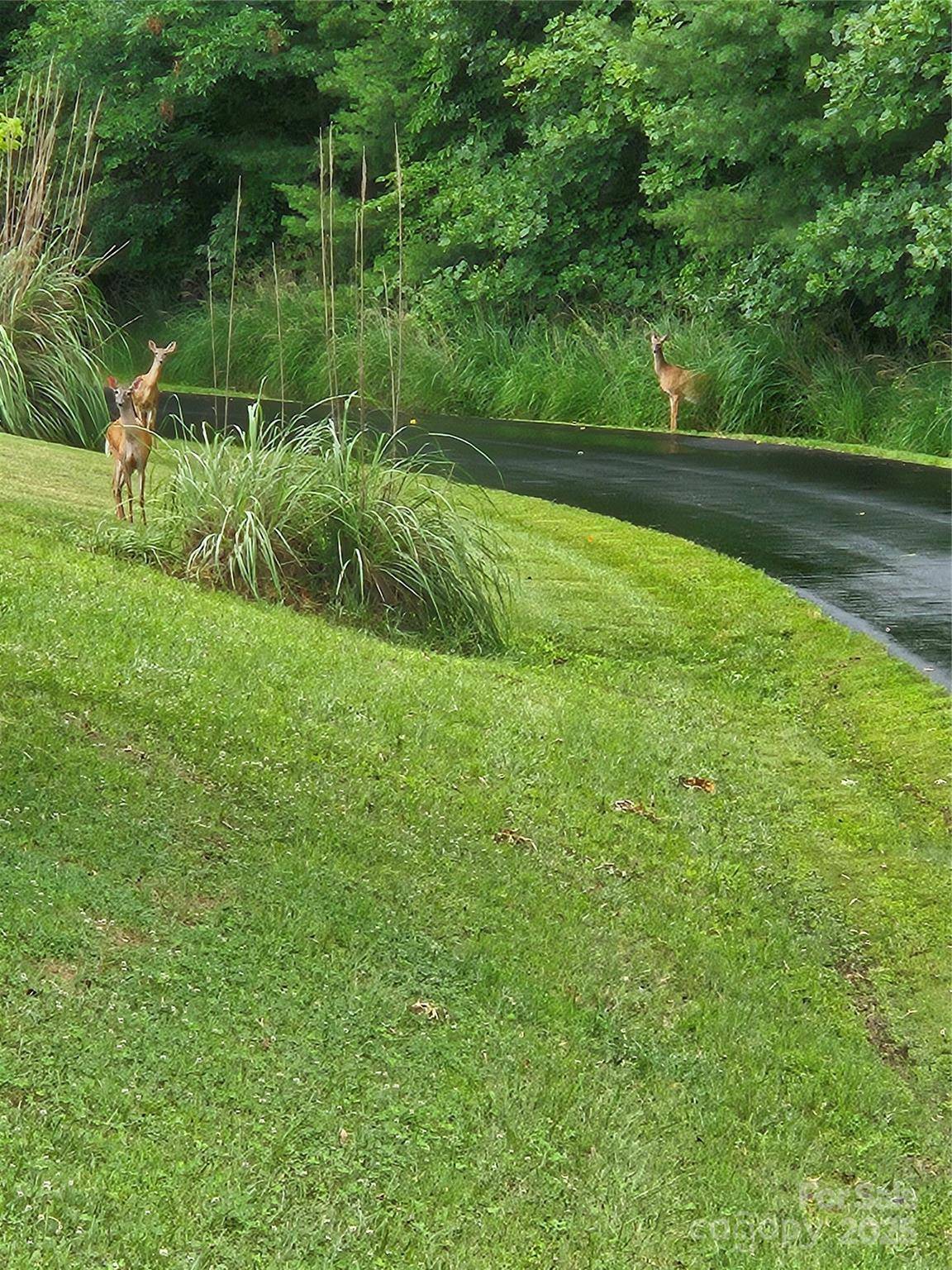 Mars Hill, NC 28754,9999 Settlers TRL #45