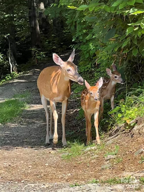 Burnsville, NC 28714,00 Old Sawmill RD