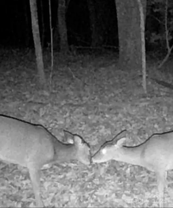 Lincolnton, NC 28092,TBD Southfork RD