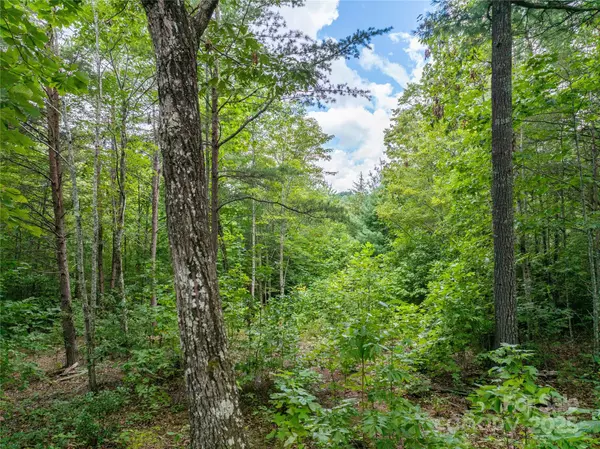 Lenoir, NC 28645,5.5 Acres Dogwood WAY #840a