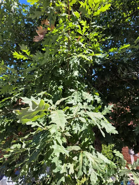 35 Wakulla DR, Maggie Valley, NC 28751