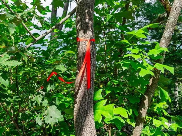 Fletcher, NC 28732,99999 Youngs Gap RD #South Lot