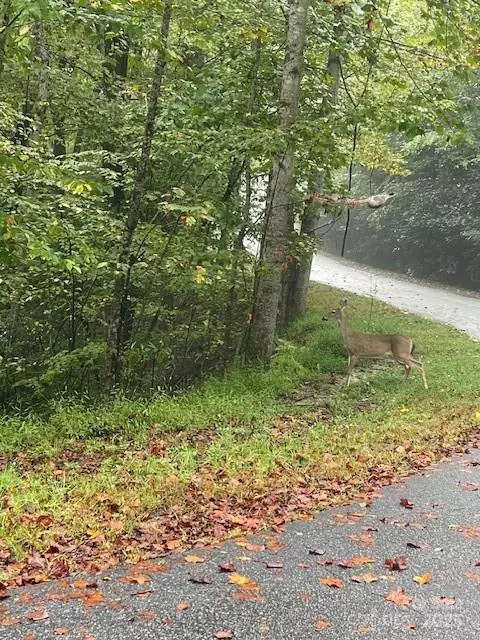 Pisgah Forest, NC 28768,00 McDonald CT