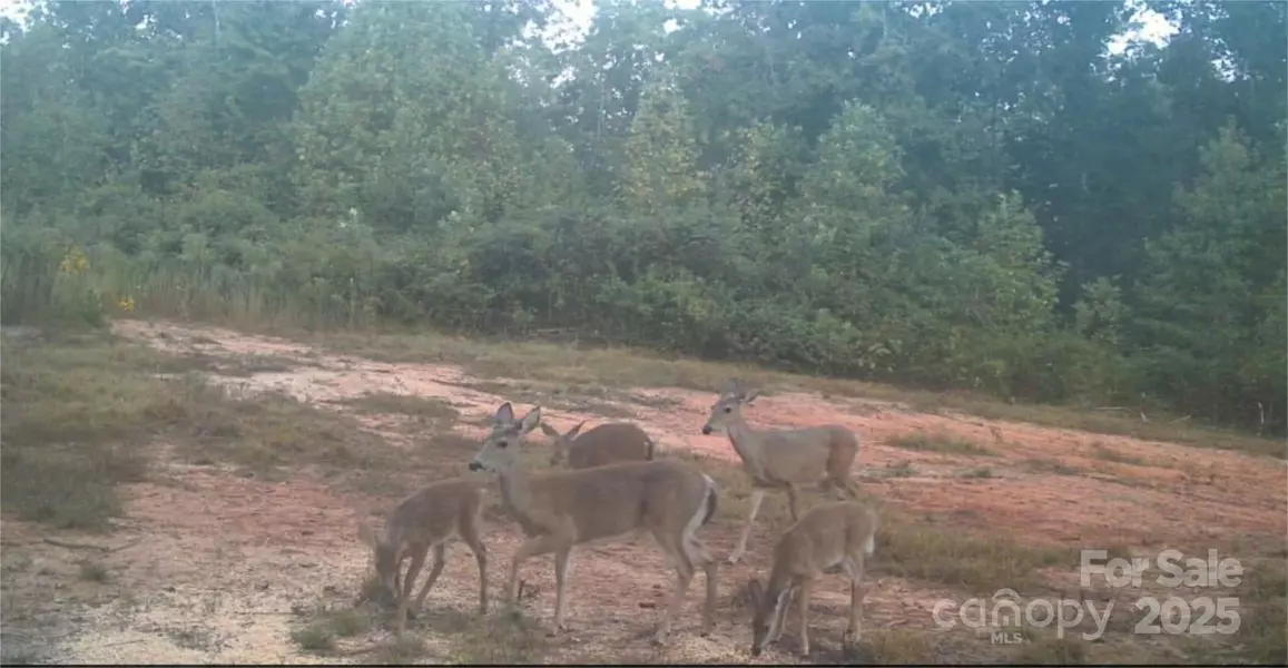 4204 Bennett RD, Morganton, NC 28655