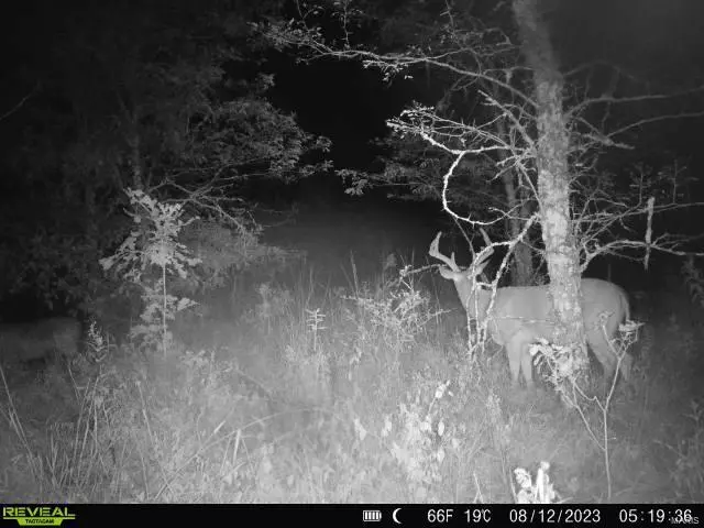 64 Opossum Trot, Bellflower, MO 63333